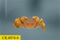 藏品(整潔圓方蟹)的圖片